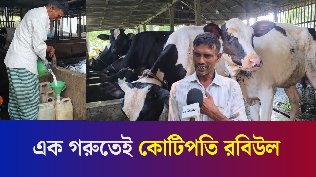 গরু পালন করেই কোটিপতি বগুড়ার রবিউল-রুমি দম্পতি